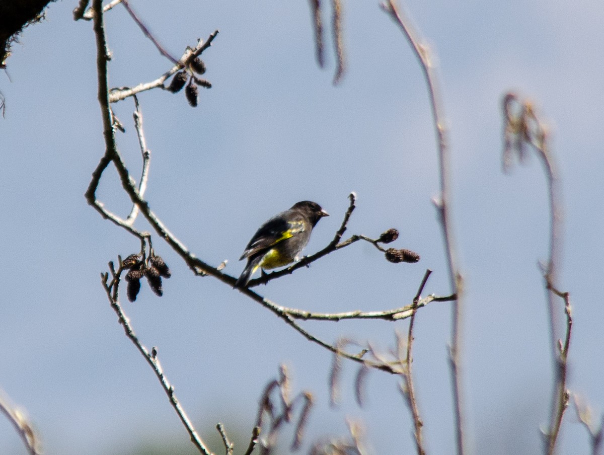 Black Siskin - ML640234399