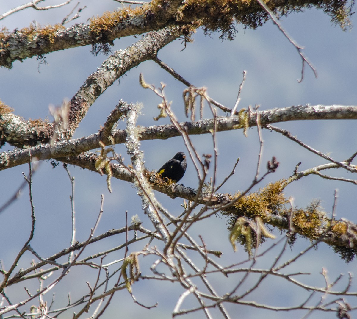 Black Siskin - ML640234400