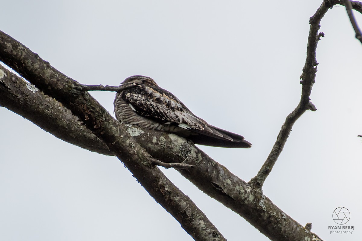 Common Nighthawk - ML640234402