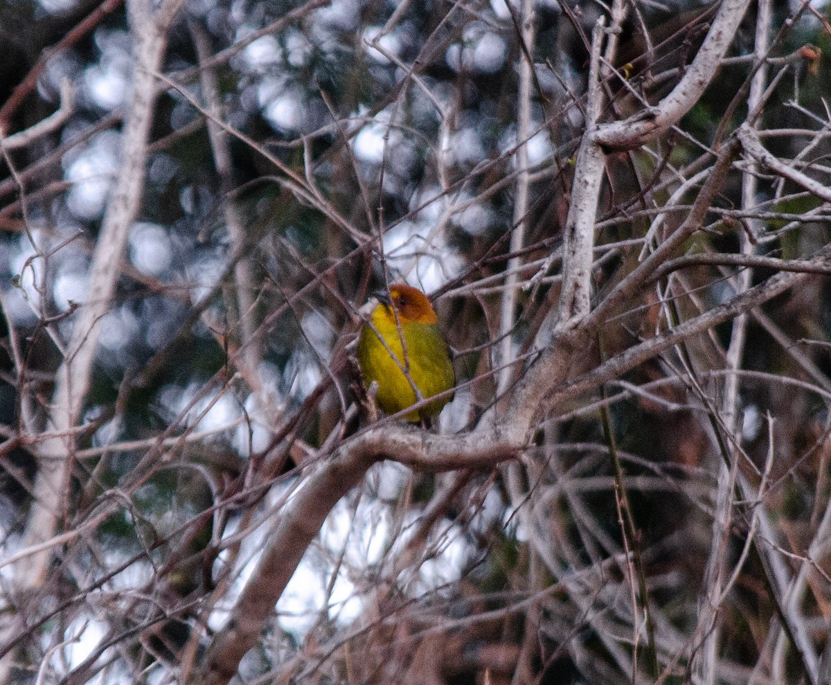 Fulvous-headed Brushfinch - ML640234404