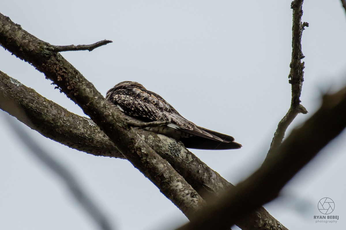 Common Nighthawk - ML640234406