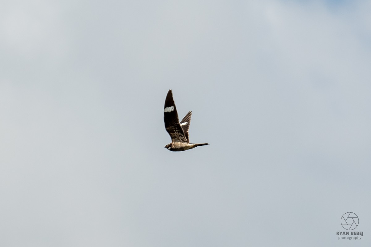 Common Nighthawk - ML640234409