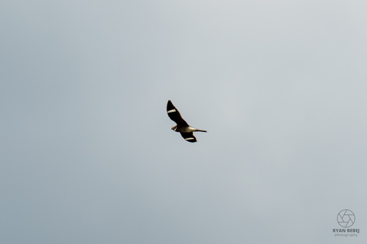 Common Nighthawk - ML640234411
