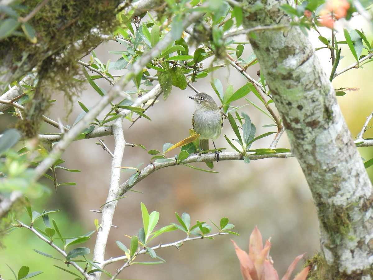 Mistletoe Tyrannulet - ML640234460