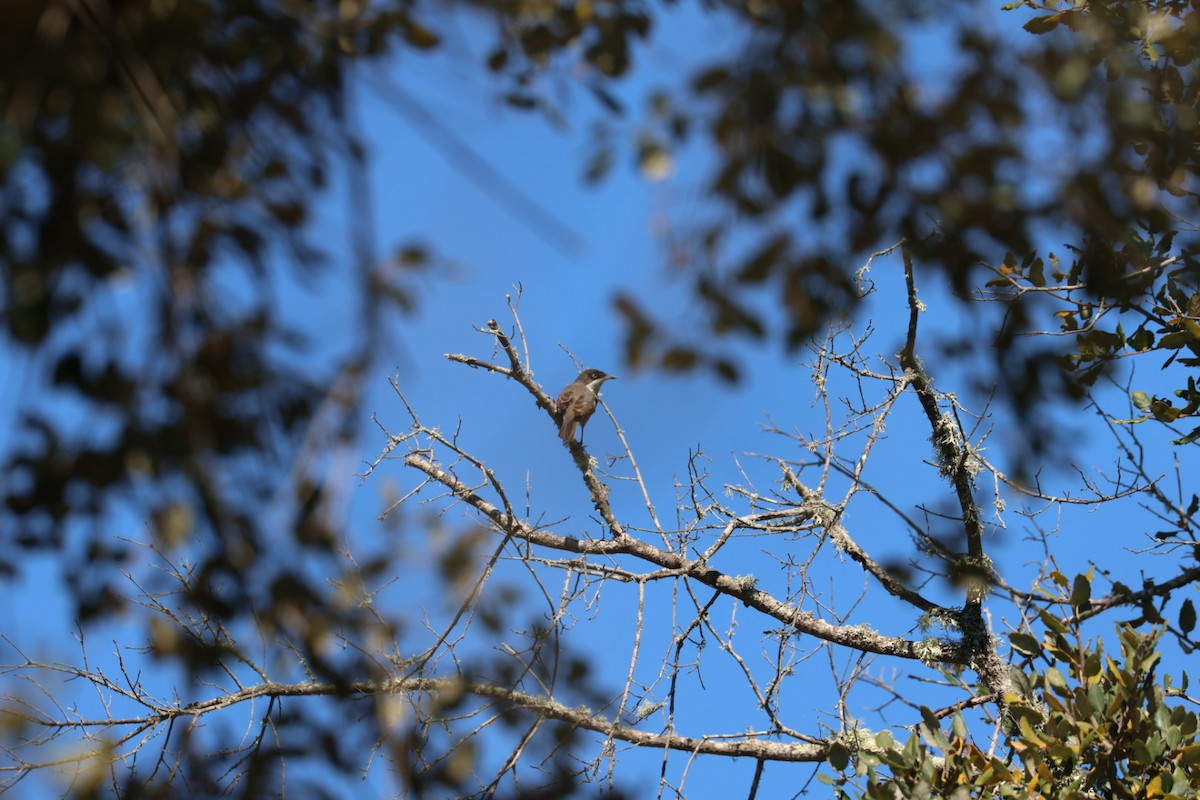 Western Orphean Warbler - ML640234468