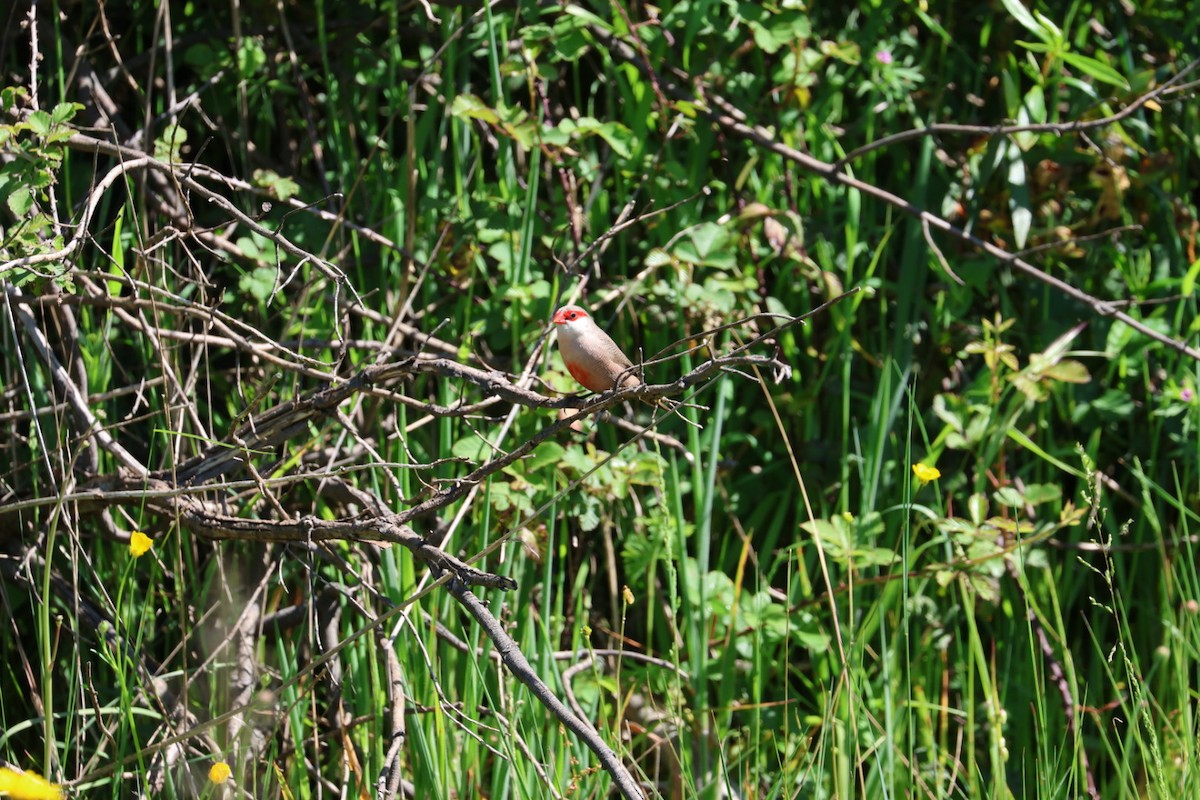 橫斑梅花雀 - ML640234506