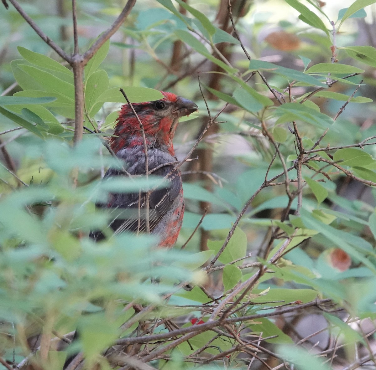 Pine Grosbeak - ML640234523