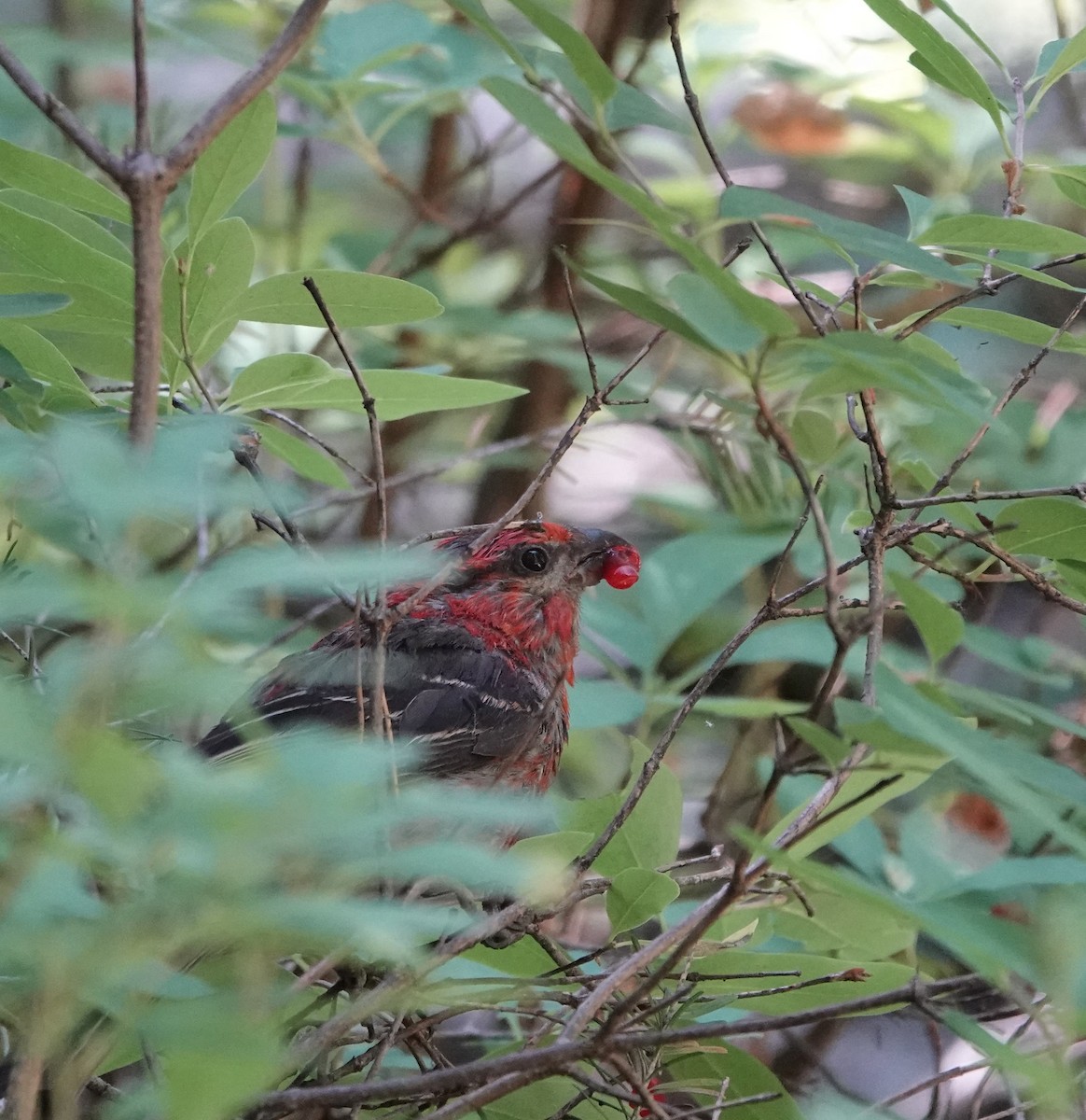 Pine Grosbeak - ML640234527