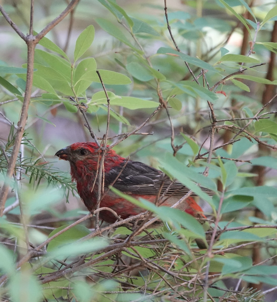 Pine Grosbeak - ML640234531