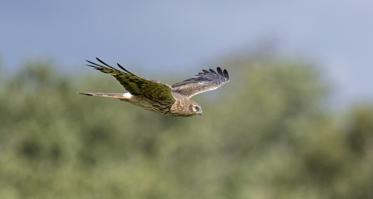 Montagu's Harrier - ML640234532
