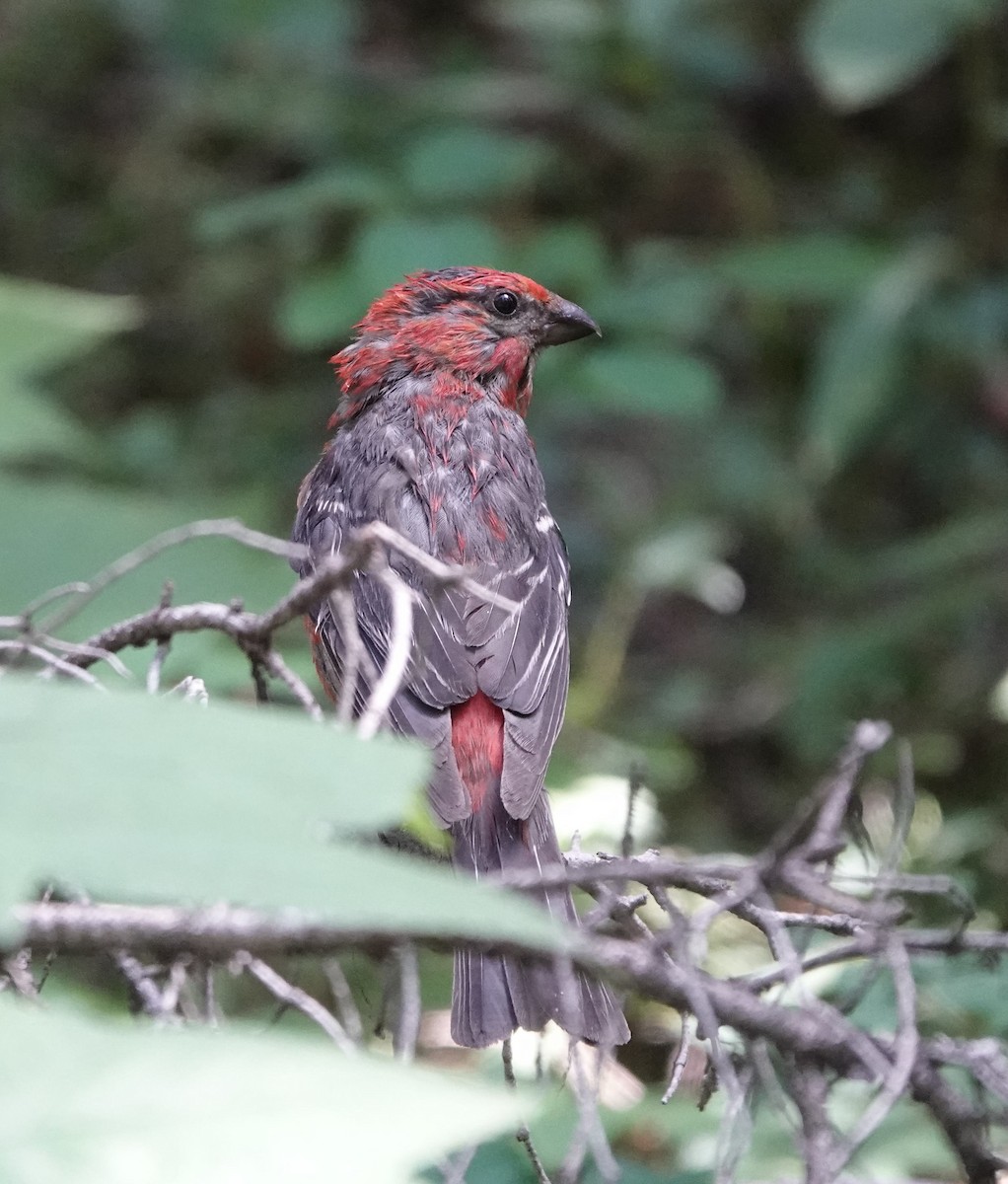 Pine Grosbeak - ML640234540