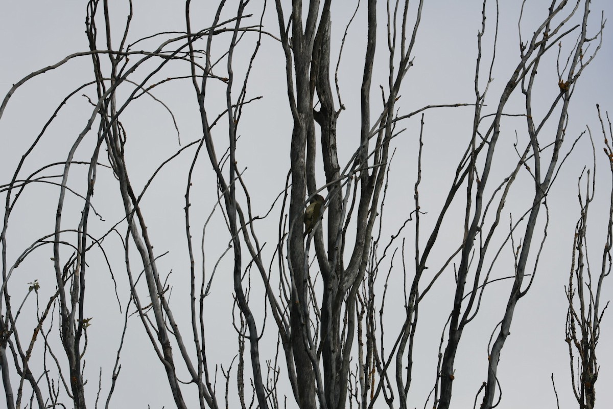 Iberian Green Woodpecker - ML640234566