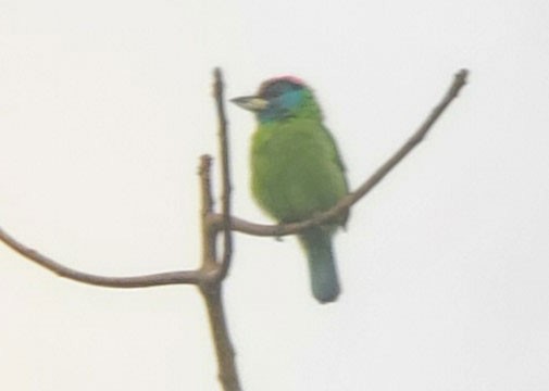 Blue-eared Barbet - ML640234598