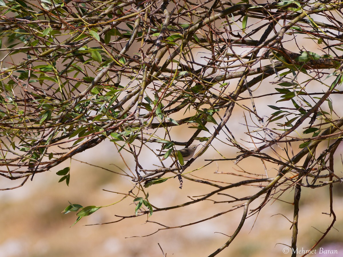 Eastern Bonelli's Warbler - ML640234608