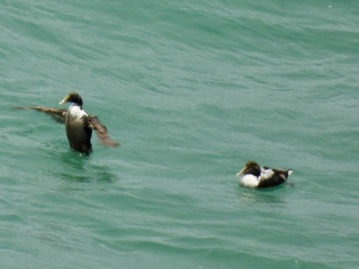 Common Eider - ML640234622