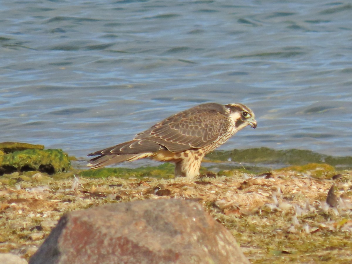 Эгэл шонхор - ML640234639