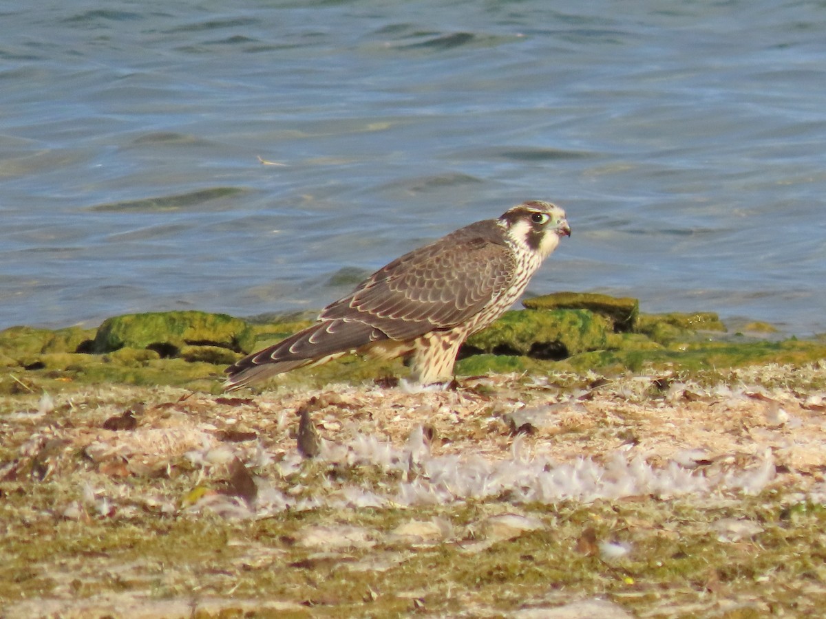 Эгэл шонхор - ML640234640