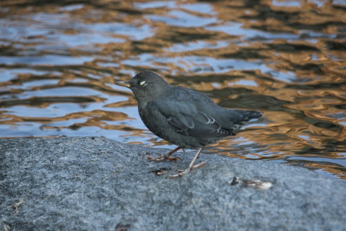 gråfossekall - ML640234642