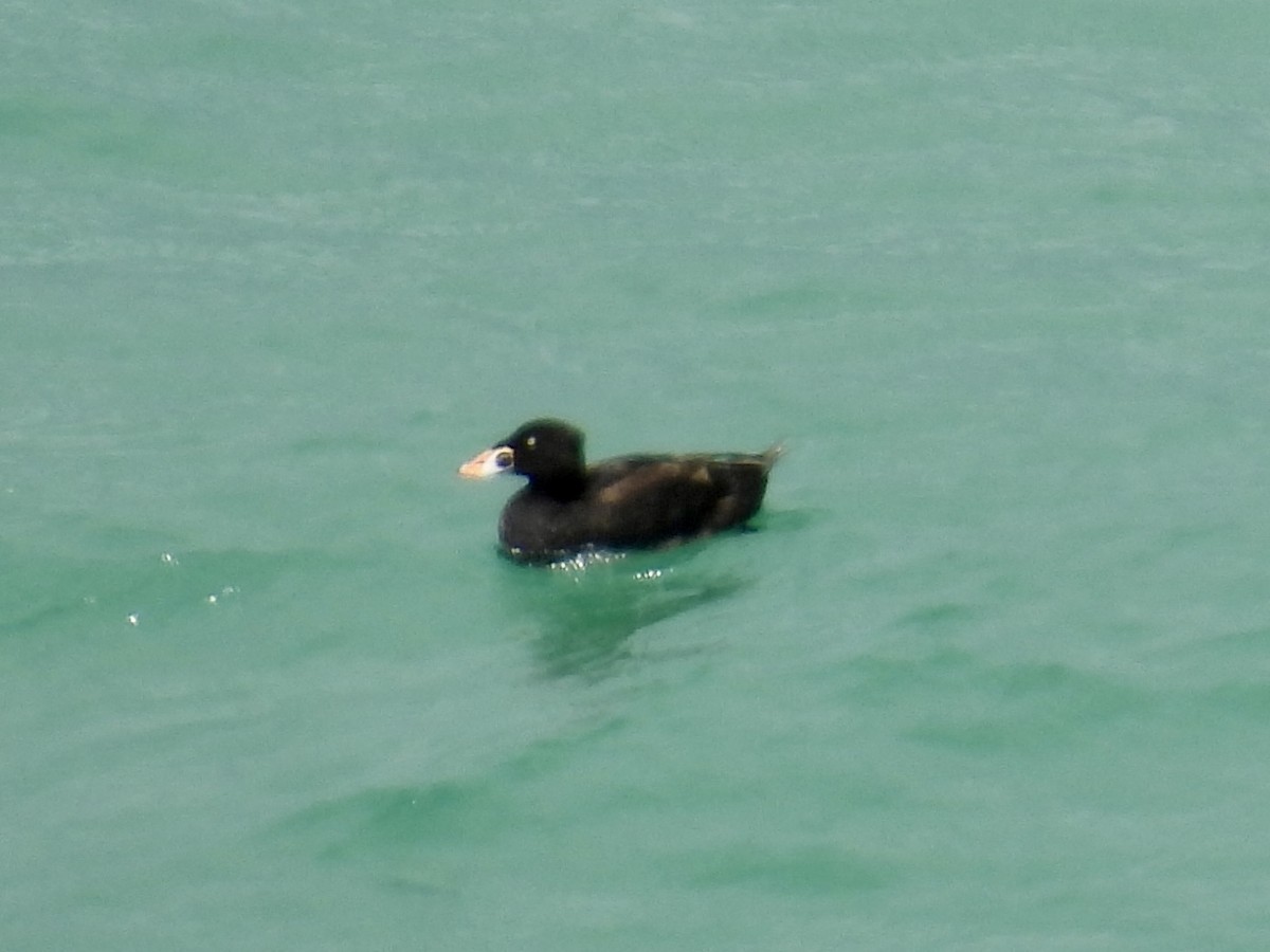 Surf Scoter - ML640234646