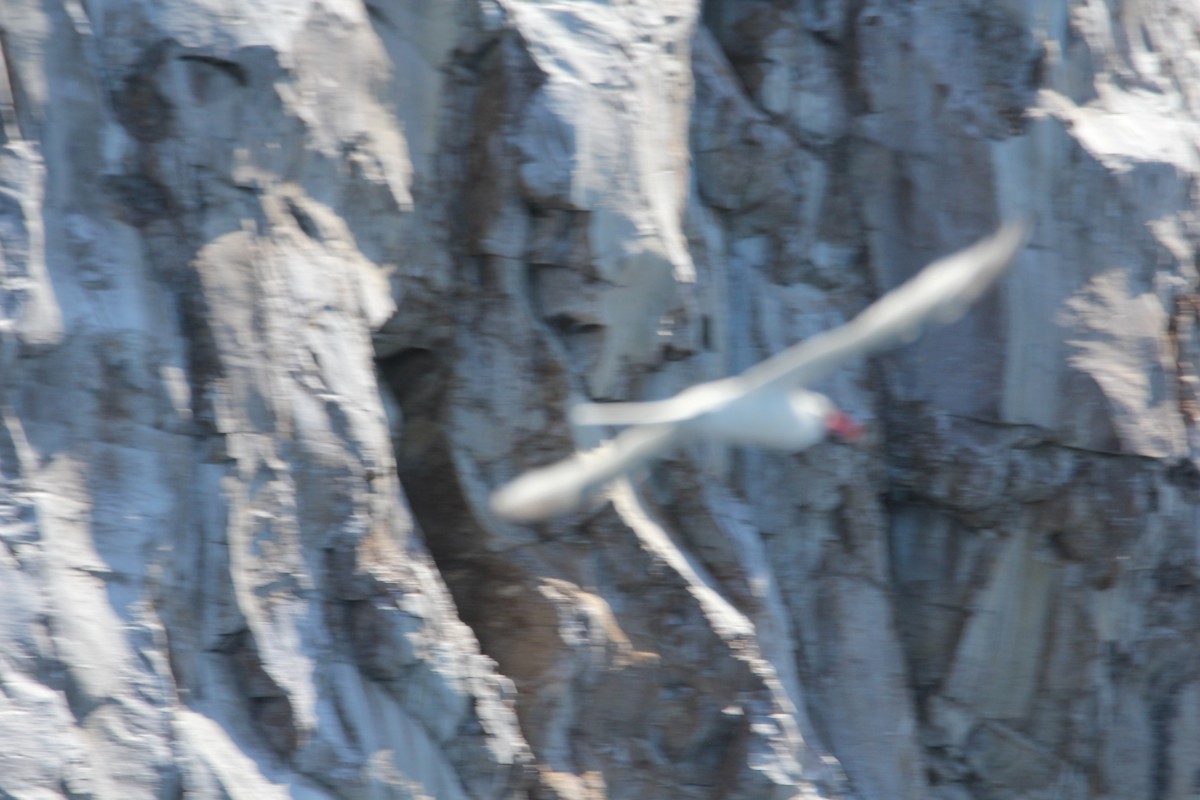 Red-billed Tropicbird - ML640234649