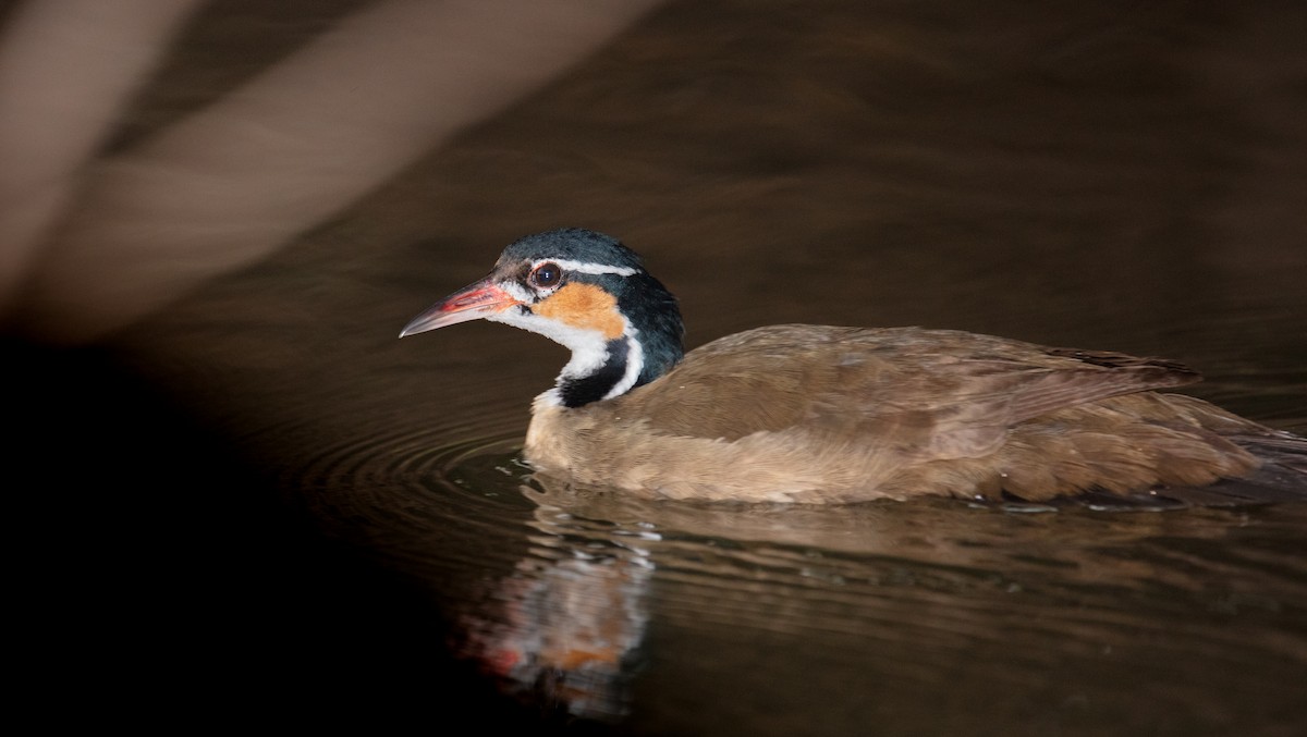 Sungrebe - ML640234690