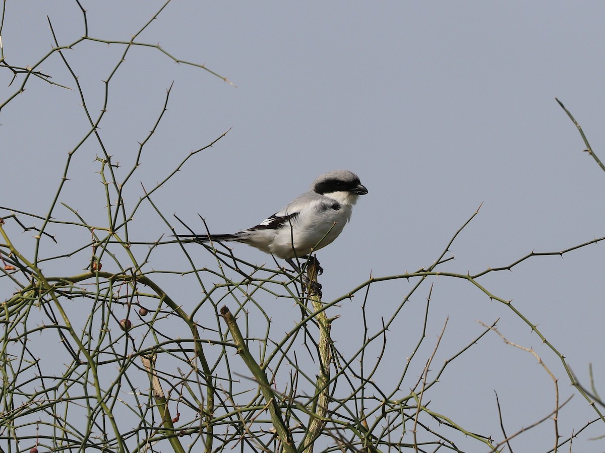Great Gray Shrike - ML640234749