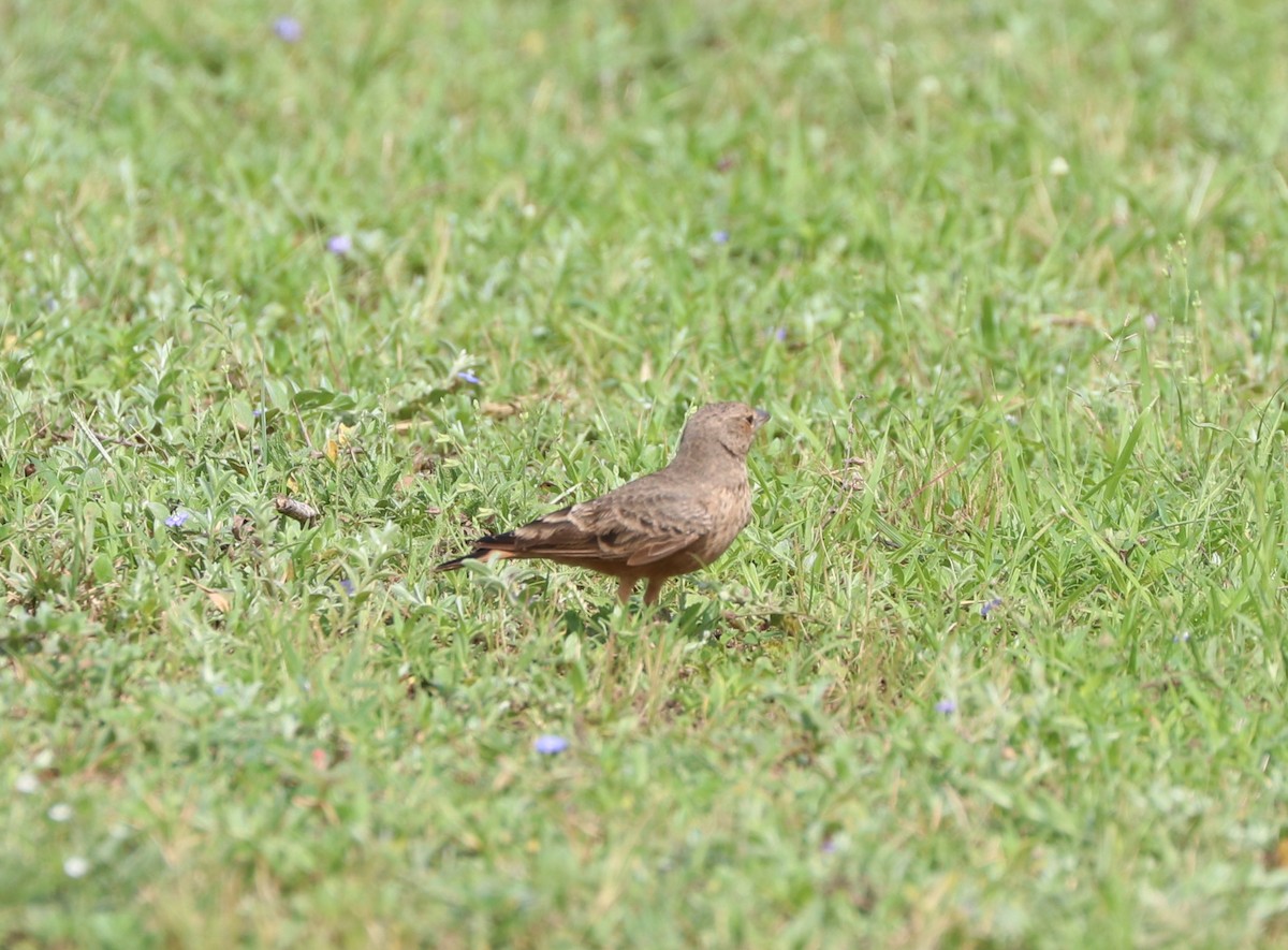 Rufous-tailed Lark - ML640234768