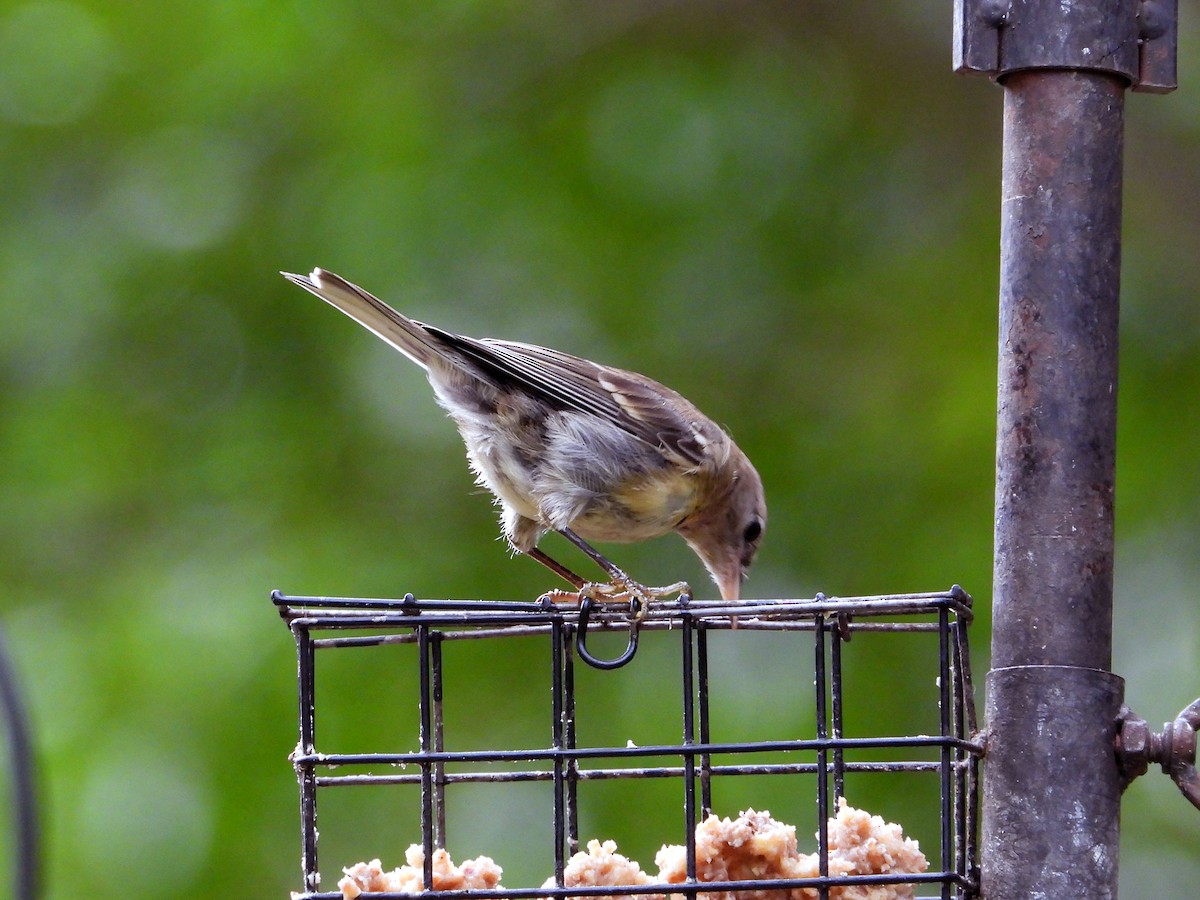 Pine Warbler - ML640234799