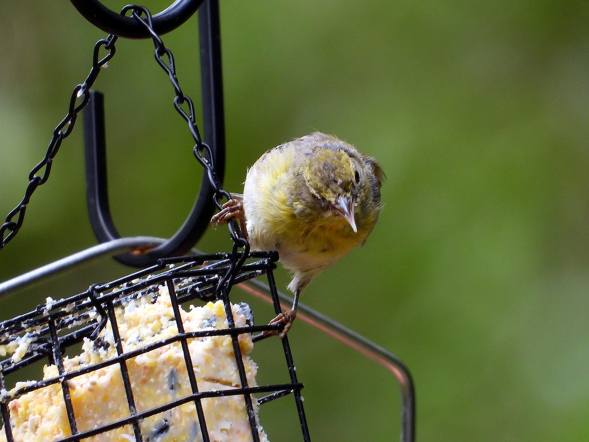 Pine Warbler - ML640234801