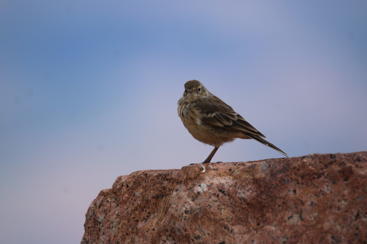 American Pipit - ML640234818