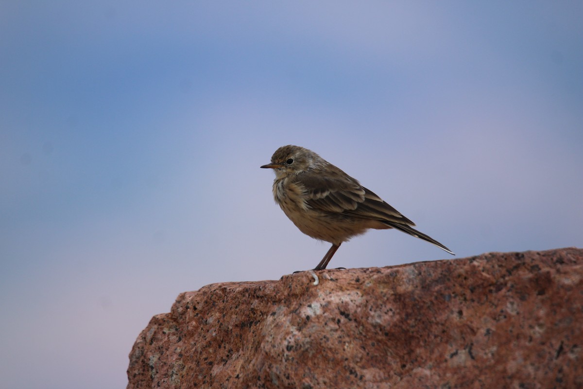 American Pipit - ML640234819