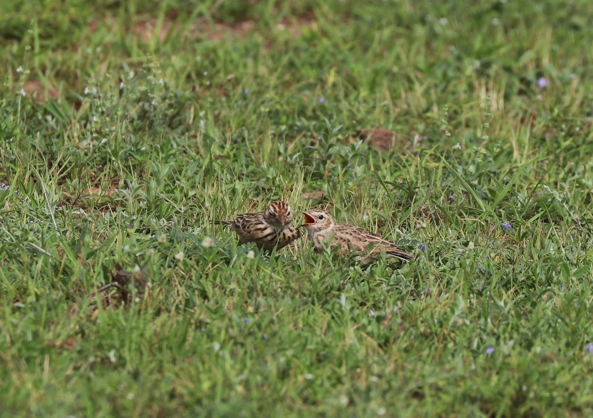 Indian Bushlark - ML640234837