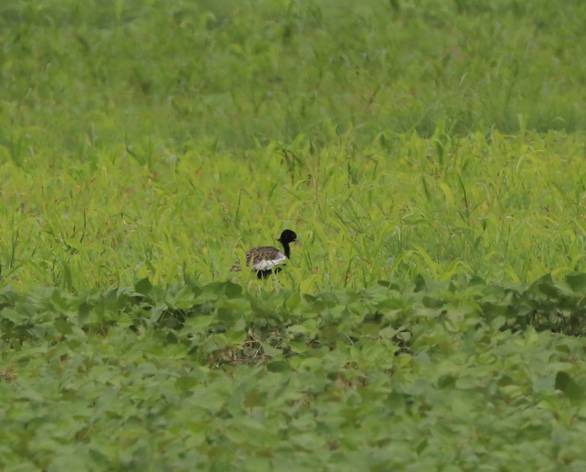 Lesser Florican - ML640234874