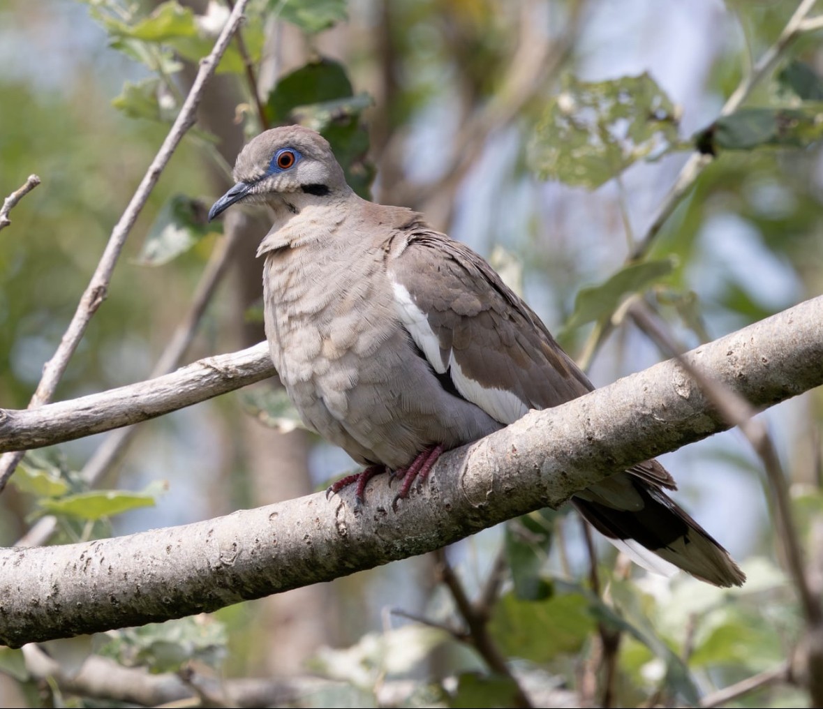 White-winged Dove - ML640234893