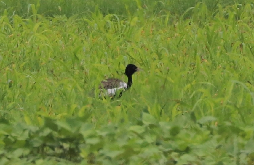 Lesser Florican - ML640234894