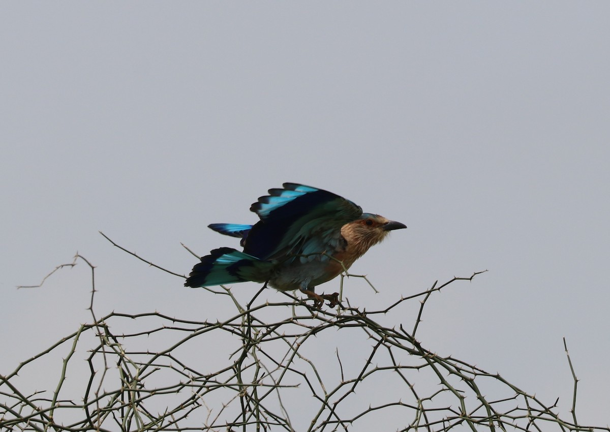 Indian Roller - ML640234905