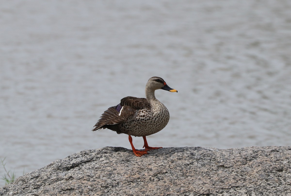 Indian Spot-billed Duck - ML640234925