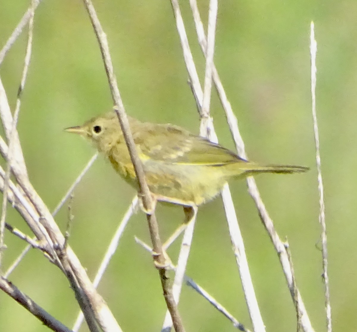 Common Yellowthroat - ML640234934