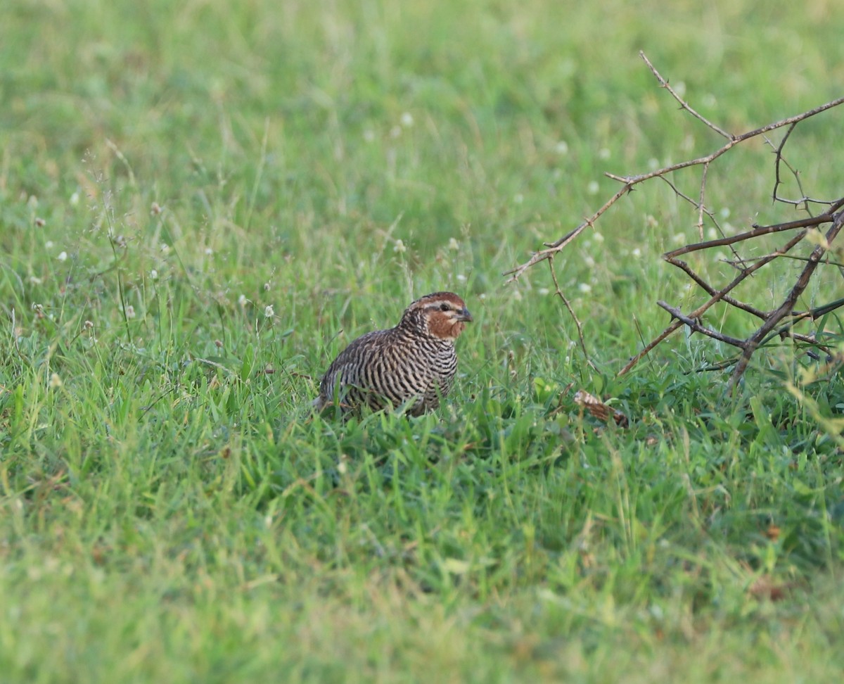 Rock Bush-Quail - ML640234944