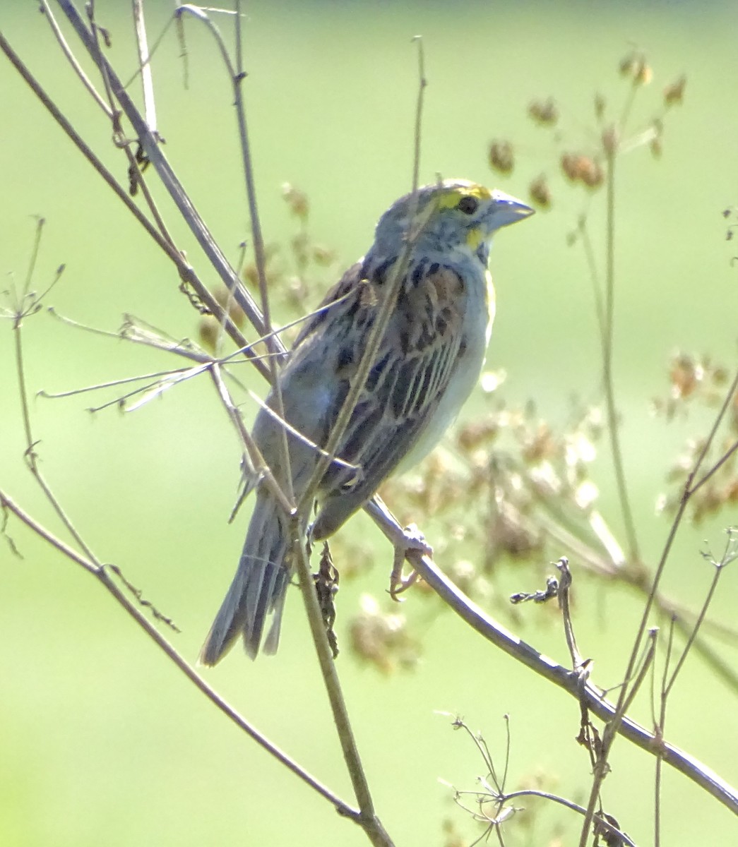 Dickcissel - ML640234956