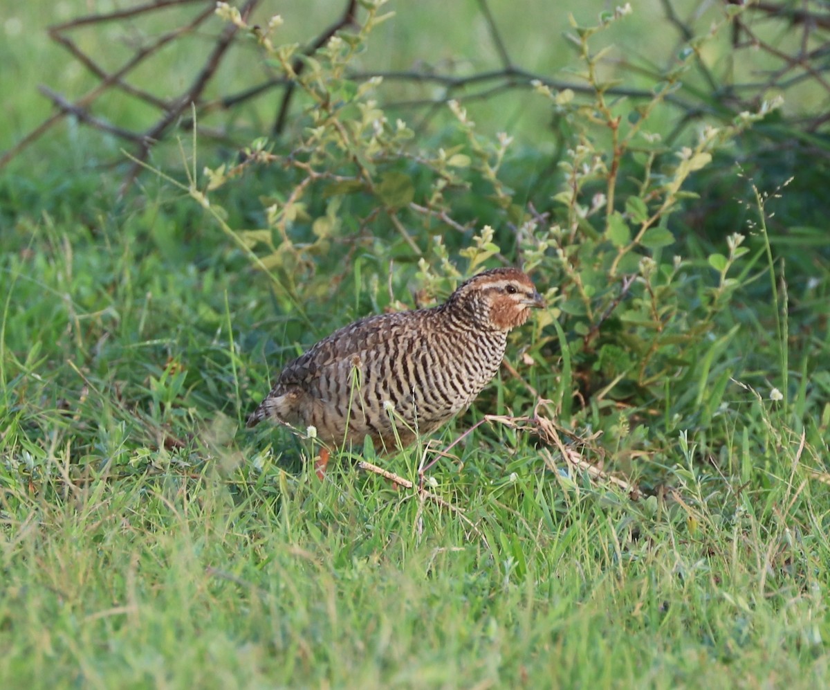 Rock Bush-Quail - ML640234959