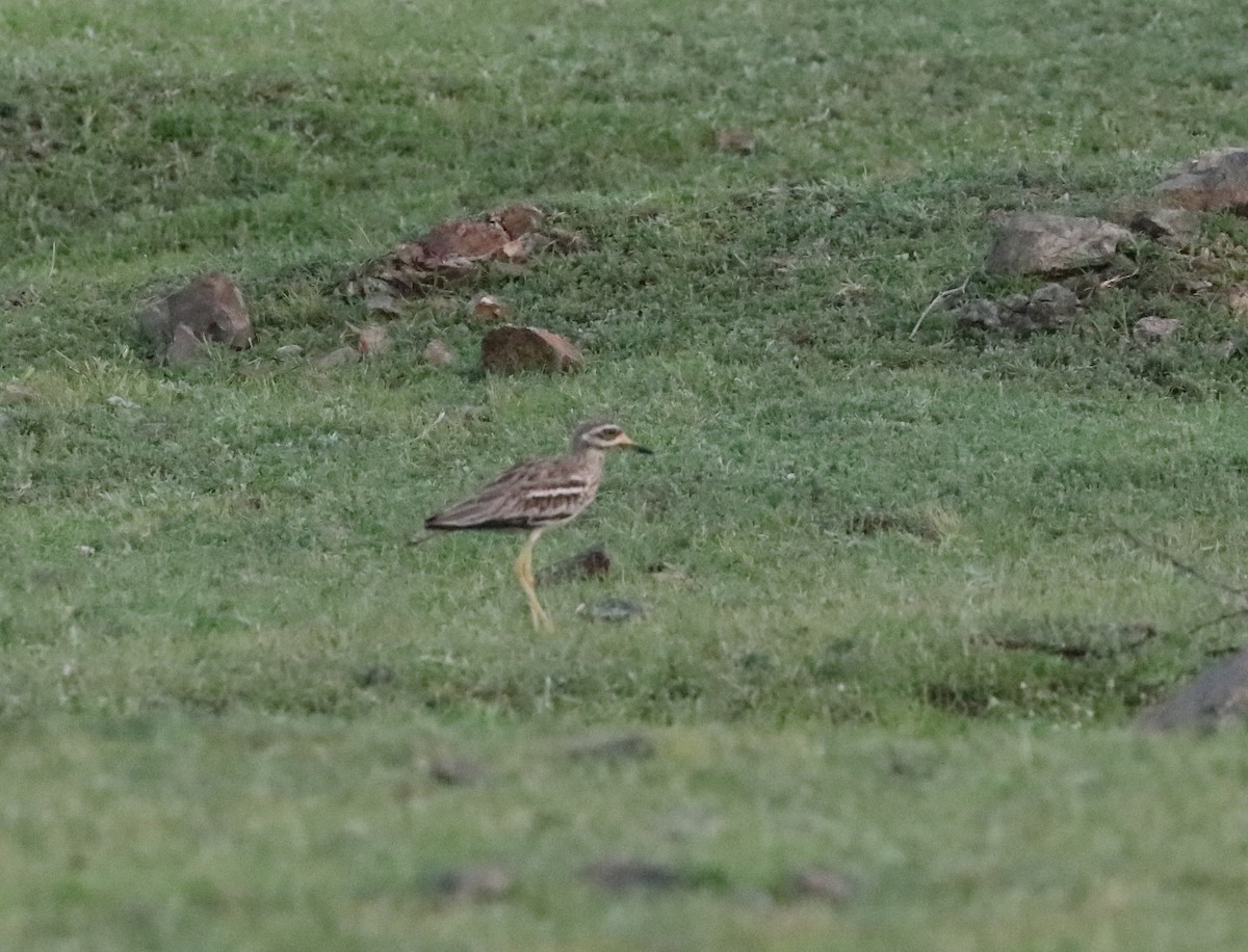 Indian Thick-knee - ML640234982