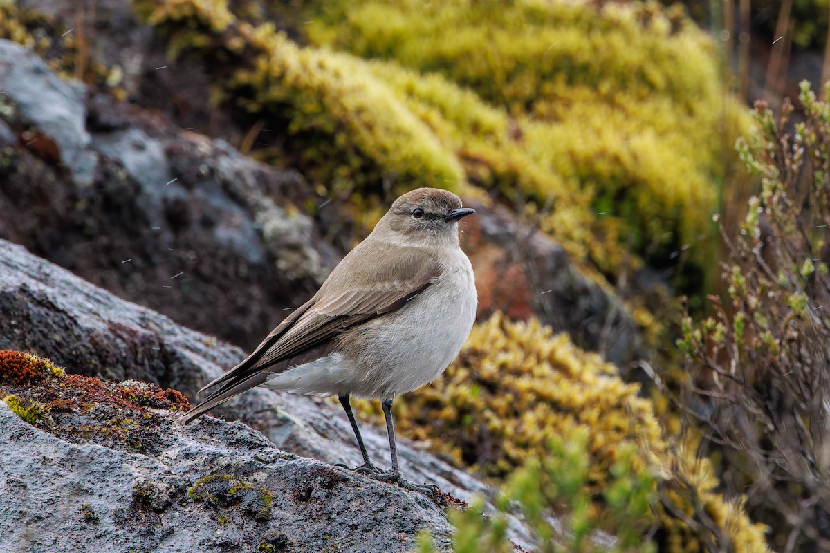 Plain-capped Ground-Tyrant - ML640234987