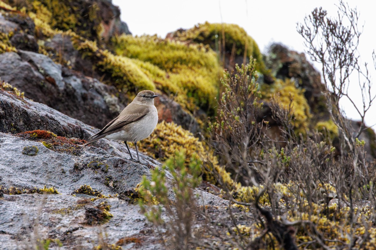 Plain-capped Ground-Tyrant - ML640234988