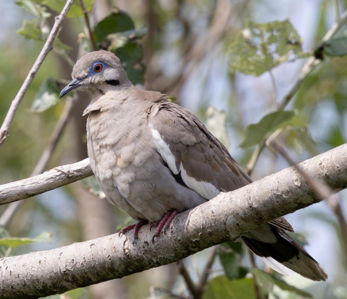 White-winged Dove - ML640234993