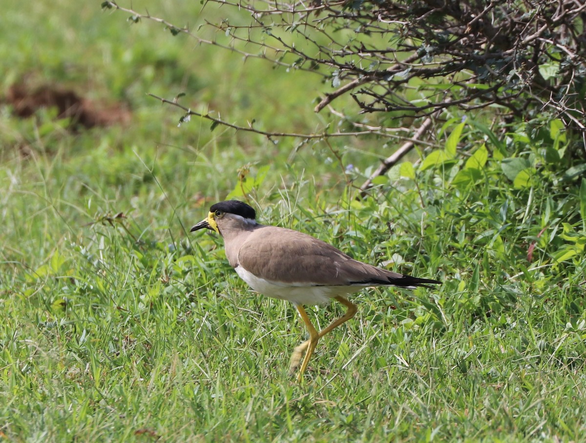 Yellow-wattled Lapwing - ML640234995