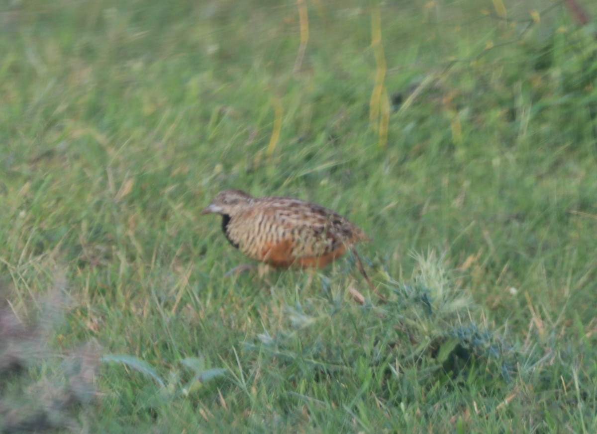 Barred Buttonquail - ML640235029