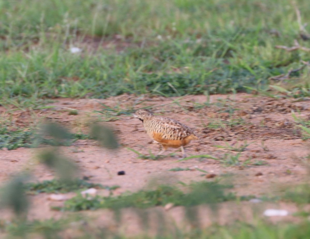 Barred Buttonquail - ML640235069