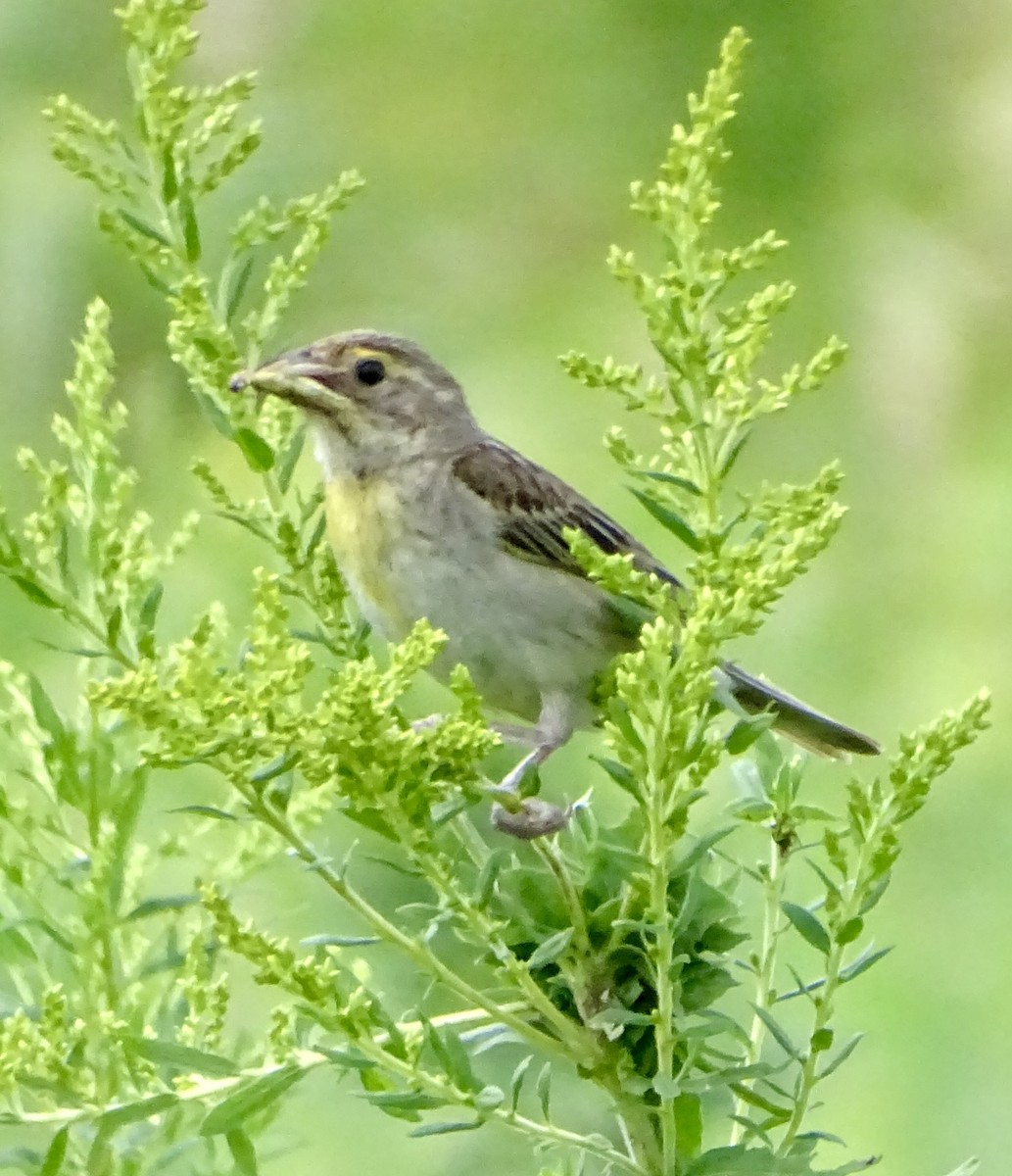 Dickcissel - ML640235076