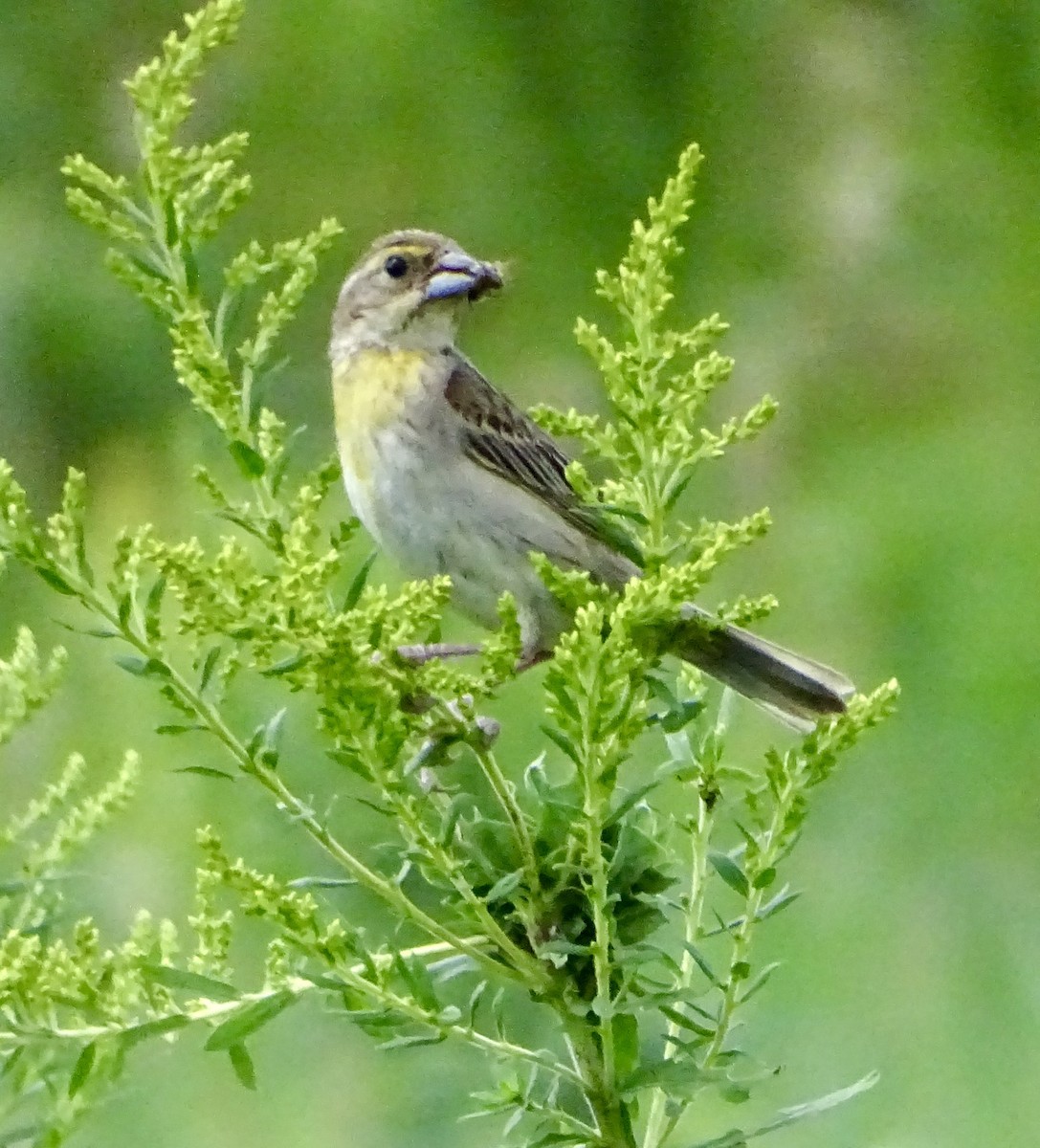 Dickcissel - ML640235077